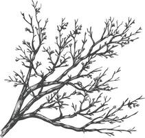 branches with engraving style black color only vector