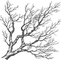 branches with engraving style black color only vector