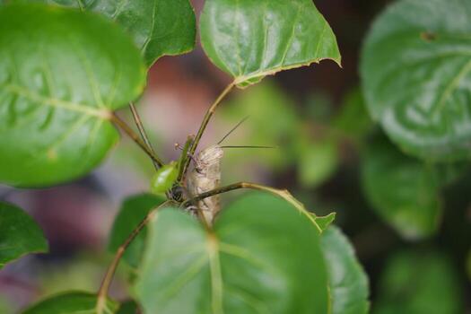 A grasshopper perched on a branch photo