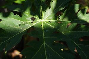 papaya leaf on tree in the garden, closeup of photo