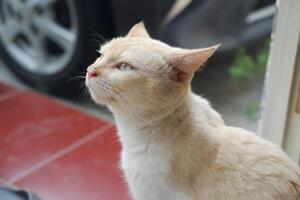 A curious cat glances upward, captivated by something that piques its interest. photo