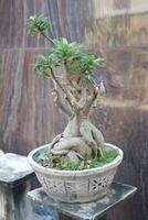 A potted bonsai tree with thick, twisted roots and a handful of green leaves, placed on an outdoor stone surface against a marbled wall background. photo
