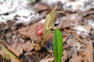 Close-up photo of durian seedlings growing in the ground