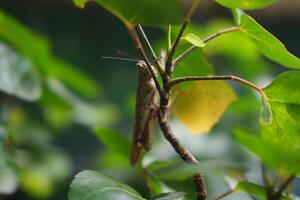 A grasshopper perched on a branch photo