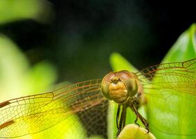 Close-up or macro photo of a dragonfly. Insect photo. Insect life in nature perched on a leaf. Dragonfly species. grid patterned eyes