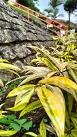 The atmosphere of the garden is filled with plants and trees photo