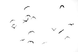 Flock of Birds Flying in the Sky Against a White Background in Minimalist Black and White Photography photo