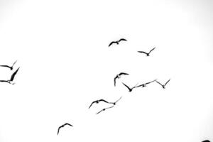 Flock of Birds in Flight Against a Minimalist White Sky Background in Black and White photo