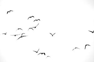 Flock of Birds Silhouetted Against a White Sky in Flight Capturing the Essence of Freedom and Movement photo