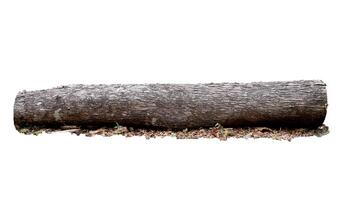 Large Fallen Tree Log Isolated on White Background with Leaves and Debris photo