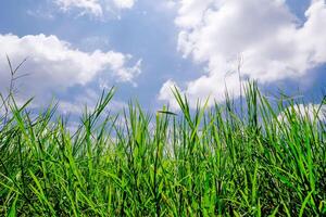Lush Green Grass Field Under a Bright Blue Sky with Fluffy White Clouds on a Sunny Day photo
