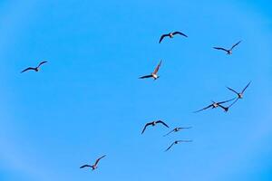 Flock of Birds Soaring in Clear Blue Sky on a Sunny Day photo
