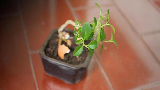 A small plant in a small black pot photo
