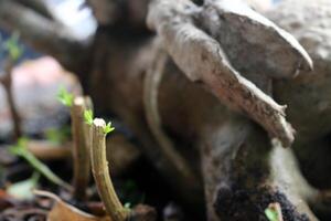New plant shoots growing in pots photo