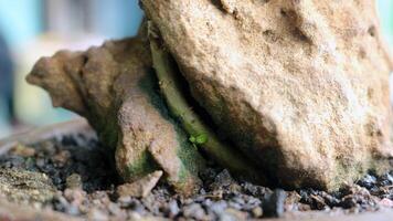 A rock in a pot photo
