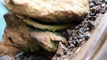 A rock in a pot photo