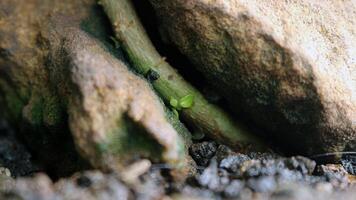 A rock in a pot photo