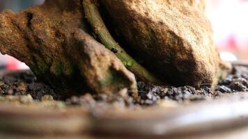 A rock in a pot photo