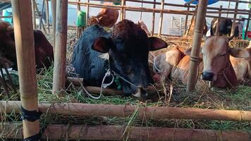 Cows that live in a cowshed. photo