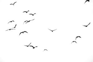 Flock of Birds in Flight Against a Minimalist White Background Captured in Black and White photo