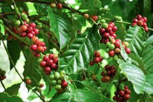 Coffee Plant with Ripe and Unripe Coffee Cherries on Branches in Lush Green Foliage photo