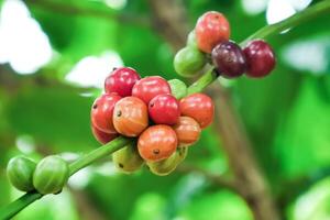 Close-Up of Colorful Coffee Cherries on Branch in Lush Green Plantation photo