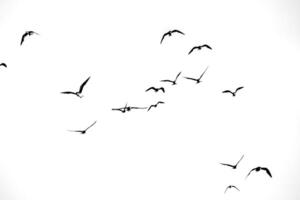 Flock of Birds Silhouetted Against a White Sky in Flight Capturing the Essence of Freedom and Movement photo