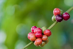 Close-Up of Vibrant Coffee Cherries on Branch with Green Blurred Background photo