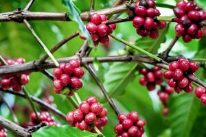 Close-Up of Ripe Red Coffee Cherries on Branches with Green Leaves in Background photo