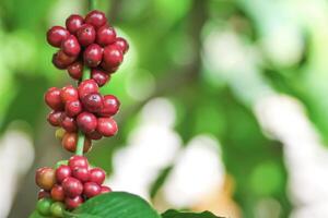 Close-Up of Ripe Red Coffee Berries on Branch with Green Leaves in Background photo