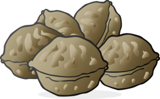 freehand drawn cartoon walnuts in shell drawing png