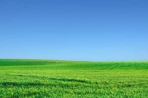 Vibrant Green Field Under Clear Blue Sky - Serene Landscape of Lush Grass and Open Horizon on a Sunny Day photo