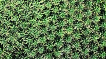 Aerial View of Dense Palm Tree Plantation with Lush Green Foliage in Tropical Climate, Perfect for Agriculture and Environmental Concepts photo