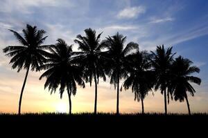 Silhouette of Palm Trees at Sunset with a Vibrant Sky Background, Tropical Landscape, Nature Scene, Tranquil Evening, Serene Atmosphere, Perfect for Travel and Nature-Themed Projects photo