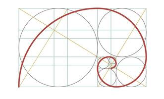 Golden spiral isolated template. Circles in golden proportion. Geometry harmony and balance. vector