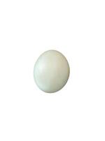 raw salted egg or telur asin, made from duck eggs with salt isolated on white background photo