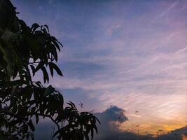 Mango tree with blue sky and white cloud background at sunset. photo