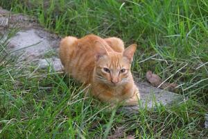A cat with orange and white stripes with very soft fur was relaxing photo