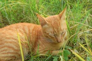 A cat with orange and white stripes with very soft fur was relaxing photo