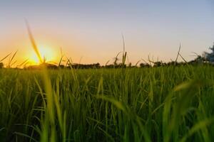 Green field with clen sunset sky background. photo