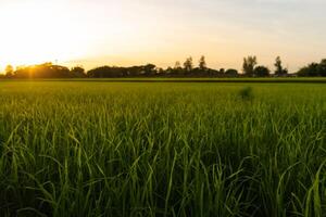 Green field with clen sunset sky background. photo