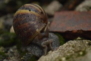 Lying snails live on wet rocks after being exposed to rain, lying snails photo