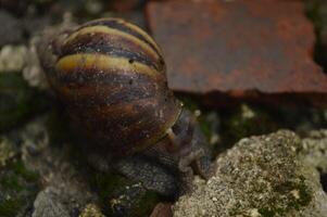 Lying snails live on wet rocks after being exposed to rain, lying snails photo