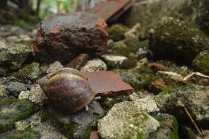 Lying snails live on wet rocks after being exposed to rain, lying snails photo
