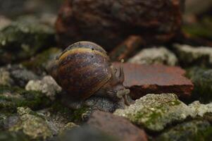 Lying snails live on wet rocks after being exposed to rain, lying snails photo