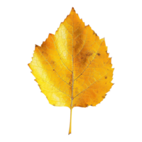 Autumn Yellow Leaves on Transparent Background png