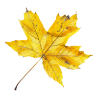 Autumn Yellow Leaves on Transparent Background png