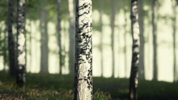 Birch Trees Standing in Grass video