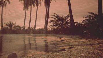 Pristine Beach With Palm Trees and Water video