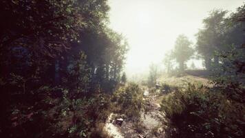mystical forest with fog and shining behind trees video